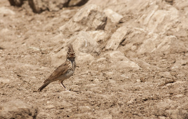 Crested Lark