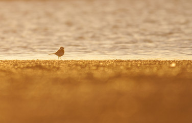 White Wagtail (Motacilla alba)