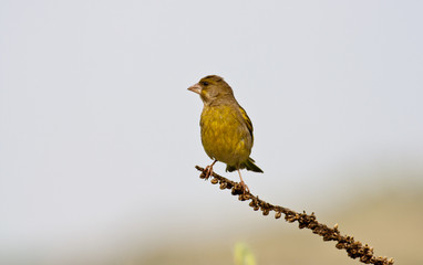 Obraz premium Greenfinch (Carduelis chloris)