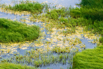 Gras und Algen am Strand