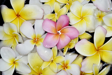 White and yellow plumeria flowers for background