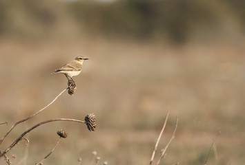 Northern wheatear