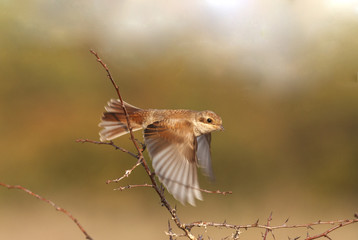 Red-backed Shrike