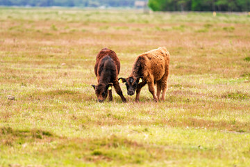 Kühe auf Naturweide