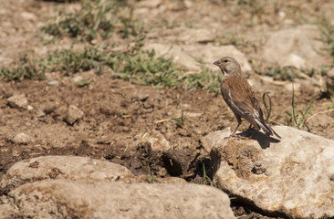 Common Linet (Carduelis cannabina)