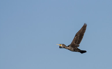 Cormorant in flight