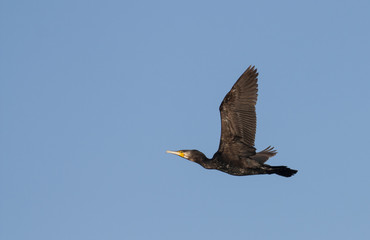 Cormorant in flight