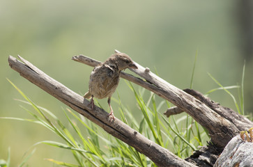 Spannish sparrow