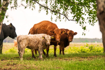 Kühe auf Naturweide