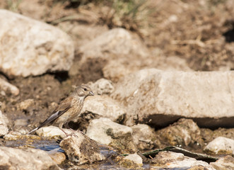 Common Linet (Carduelis cannabina)