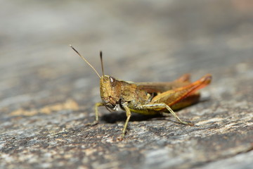 Grashüpfer auf Holzbalken