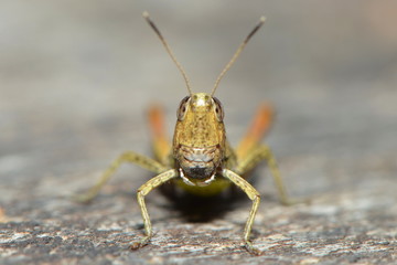 Grashüpfer auf Holzbalken