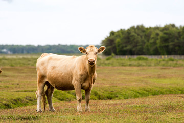 Kühe auf Naturweide