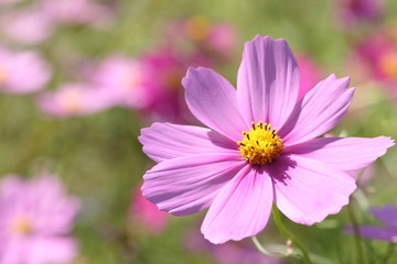 ピンクのコスモス