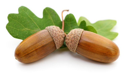 Oak acorns with leaf. © olhastock