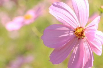 Obraz premium ピンクのコスモス