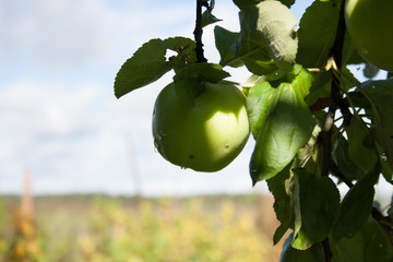 Яблоко на  ветке