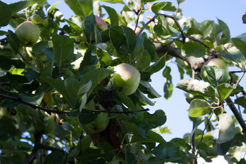 Яблоко на ветке