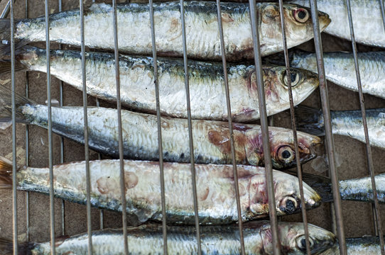 sardines