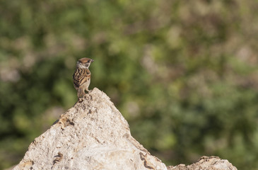 Tree sparrow