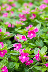 Pink vinca flower. Shallow depth of field.