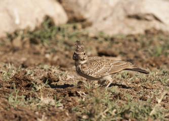 Crested Lark