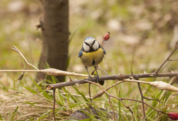 Blue Tit