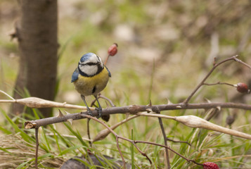 Blue Tit