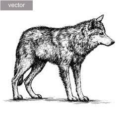 engrave wolf illustration