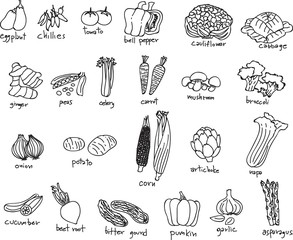 Collection of freehand drawing of vegetable. Organic food. Vector illustration.