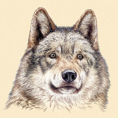 engrave wolf illustration
