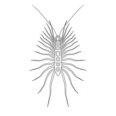 Scutigera coleoptrata. millipede.  Sketch of millipede