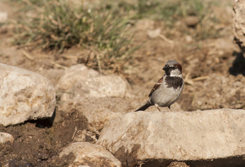 House sparrow