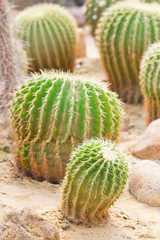 Golden ball cactus.