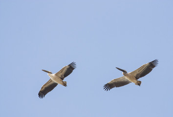 Fototapeta premium White Pelicans (Pelecanus onocrotalus)