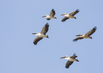 Obraz premium White Pelicans (Pelecanus onocrotalus)
