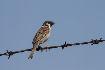 Tree sparrow
