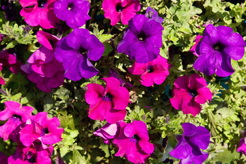 Colorful petunia flowers close up