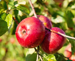 Apples growing on tree after rain