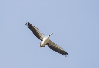 Fototapeta na wymiar White Pelicans (Pelecanus onocrotalus)