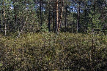 Болото осенью. Средняя полоса России.