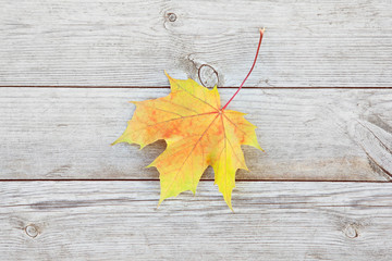 Autumn background with colored maple leaves on old wooden board