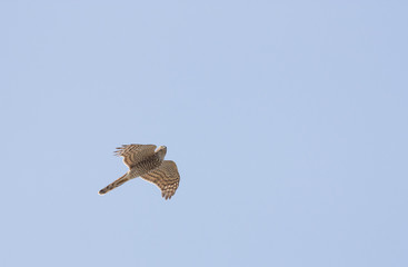 Sparrowhawk (Accipiter nisus)