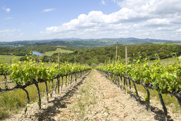 Fototapeta na wymiar Summer landscape with vineyards in Tuscany