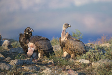 Portrait of griffon and black scavenger vultures