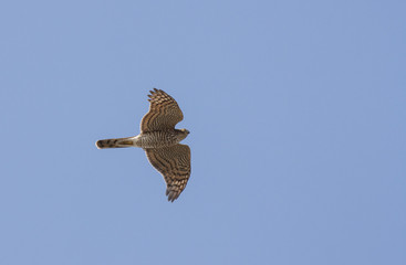 Sparrowhawk (Accipiter nisus)