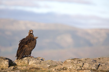 Portrait of black scavenger vulture