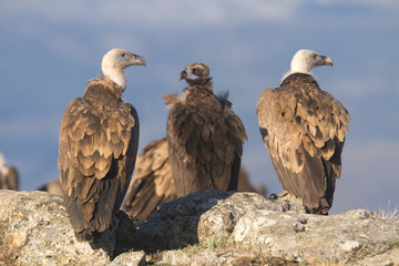 Portrait of griffon and black scavenger vultures