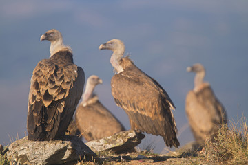 Portrait of griffon and black scavenger vultures