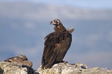 Portrait of black scavenger vulture